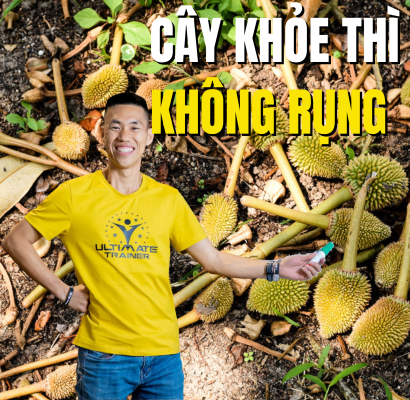 Cây khỏe sẽ hạn chế rụng trái sầu riêng