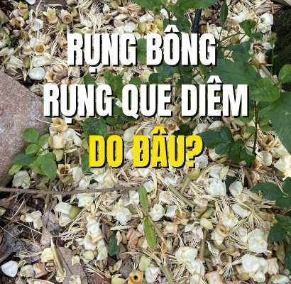 Rụng bông sầu riêng và rụng que điểm dưới gốc