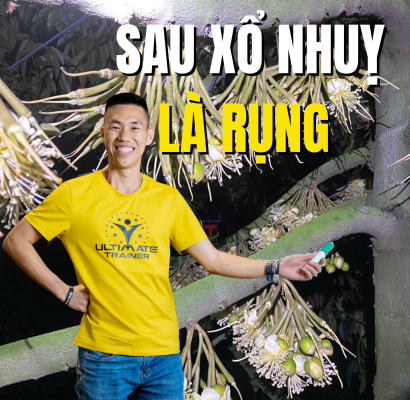 Sầu riêng sau xổ nhuỵ dễ rụng trái non