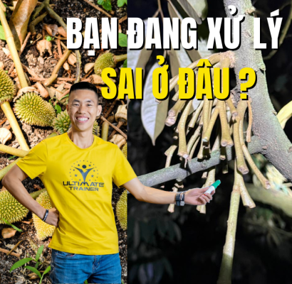 xử lý sai gây tháo khớp sầu riêng rụng trái hàng loạt