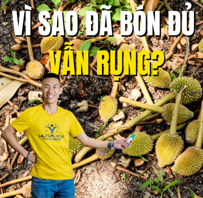 vì sao bón đủ phân vẫn bị tháo khớp sầu riêng