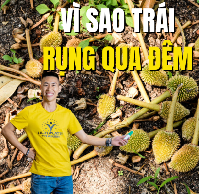 tháo khớp sầu riêng khiến trái rụng qua đêm