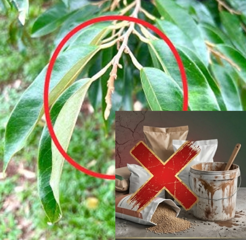 Dùng hoá chất để kiểm soát đọt non nhằm chống rụng trái non sẩu riêng