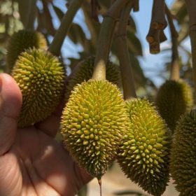 Phác đồ giữ trái sầu riêng non bằng hữu cơ bậc cao