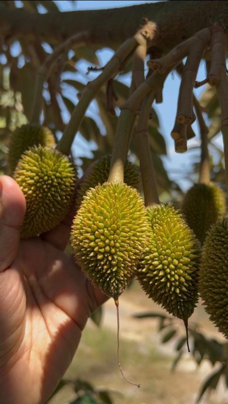 Phác đồ giữ trái sầu riêng non bằng hữu cơ bậc cao