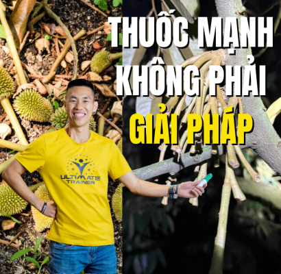 thuốc mạnh không phải giải pháp cho tháo khớp sầu riêng