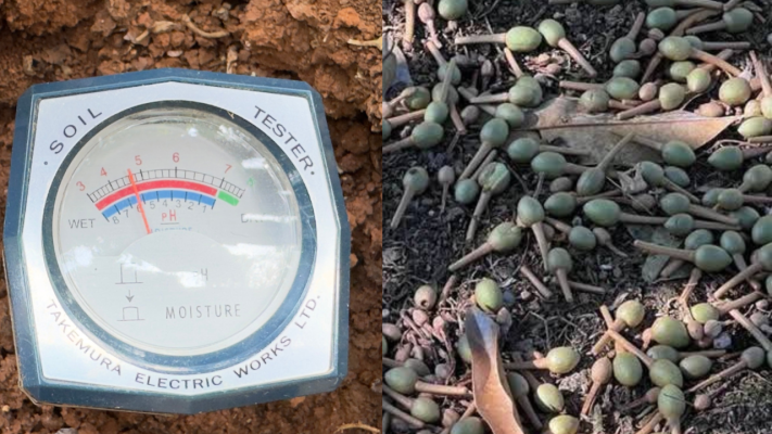 Bón phân kéo đọt mà không kiểm tra PH đất khiến cây bị stress