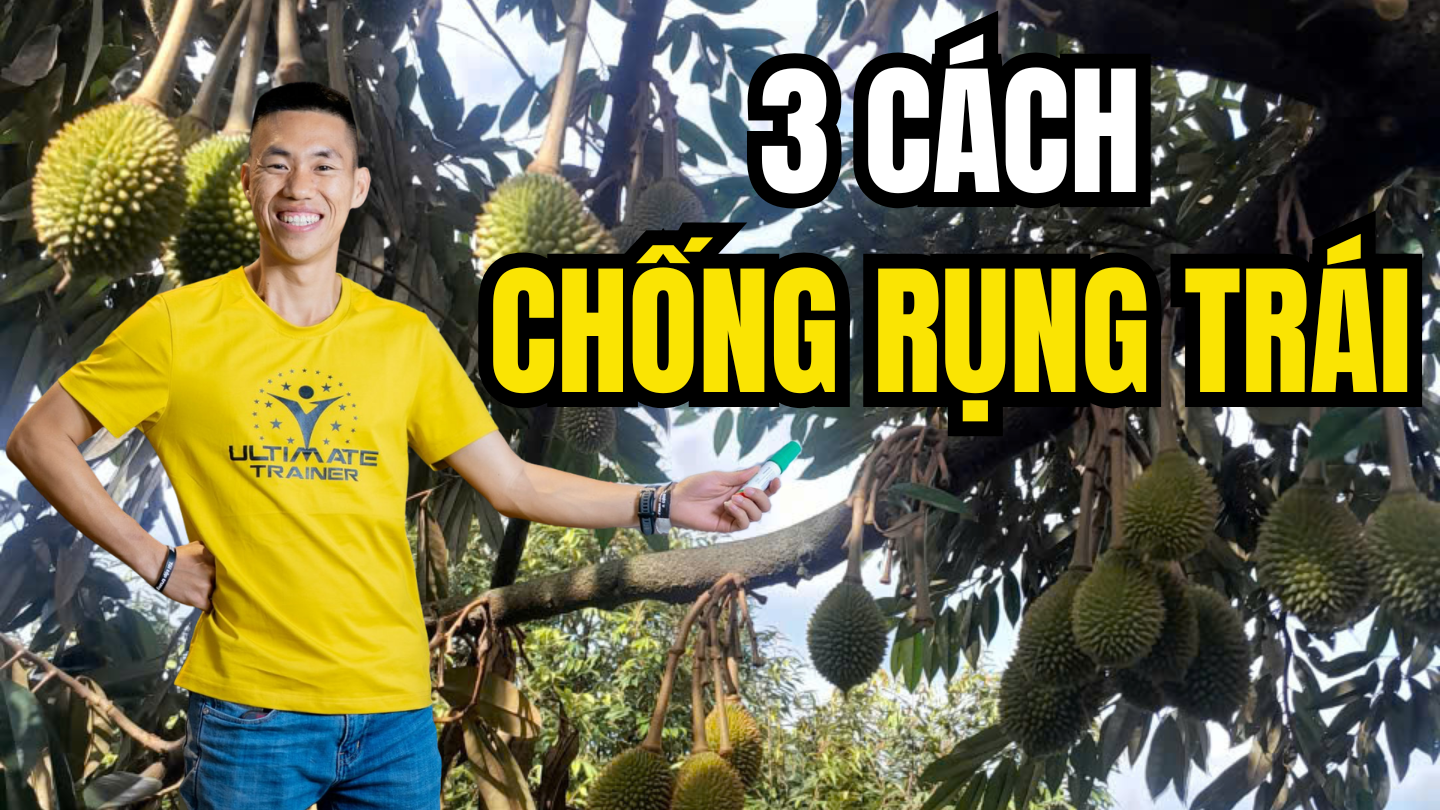 3 lời khuyên giúp cho các bác chống rụng trái sầu riêng hàng loạt