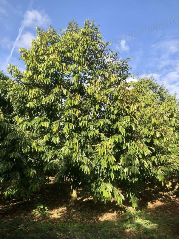 Cây áp dụng chăm sóc theo phương pháp Hữu Cơ Bậc Cao