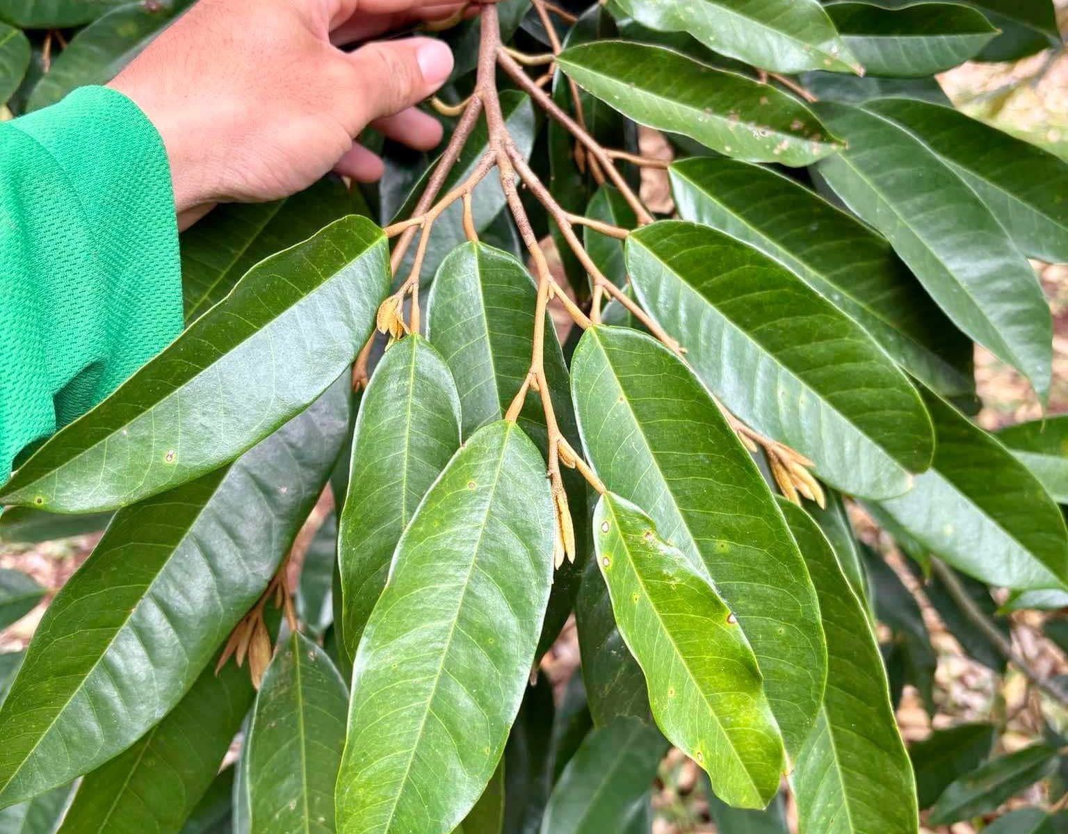 Vai trò của bộ lá quan trọng trong việc chống rụng trái sầu riêng