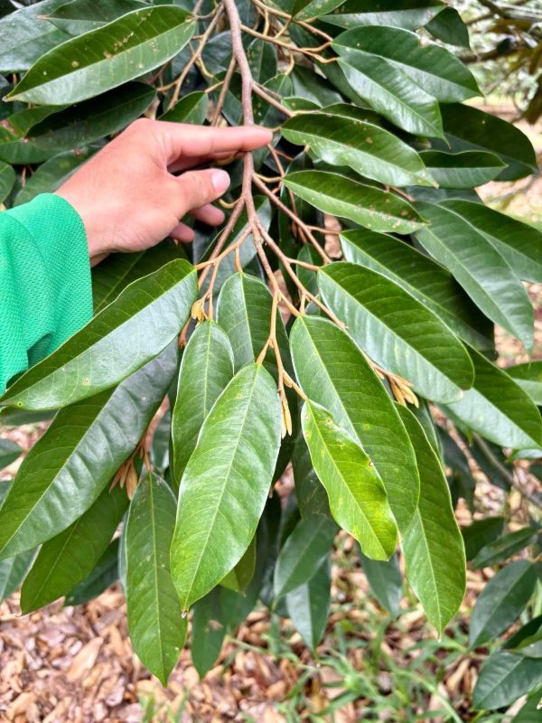 Vai trò của bộ lá quan trọng trong việc giúp cây chống rụng trái