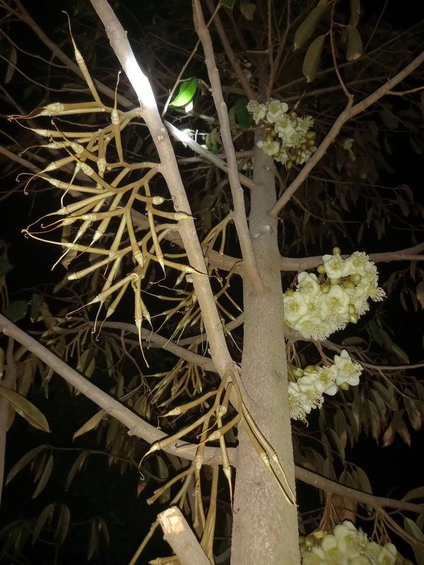 Giai đoạn sẩu riêng xổ nhuỵ là bắt buộc phải kiểm soát đọt sầu riêng để tránh cạnh tranh dinh dưỡng gây rụng bông rụng trái