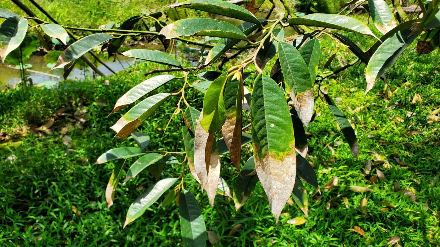 kiểm soát đọt không đúng cách bằng cách đốt đọt gây cháy lá sầu riêng