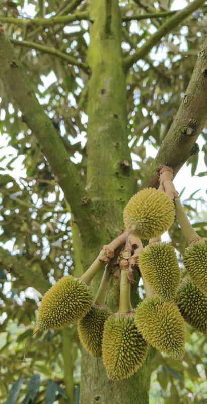 quy trình chống rụng trái sầu riêng