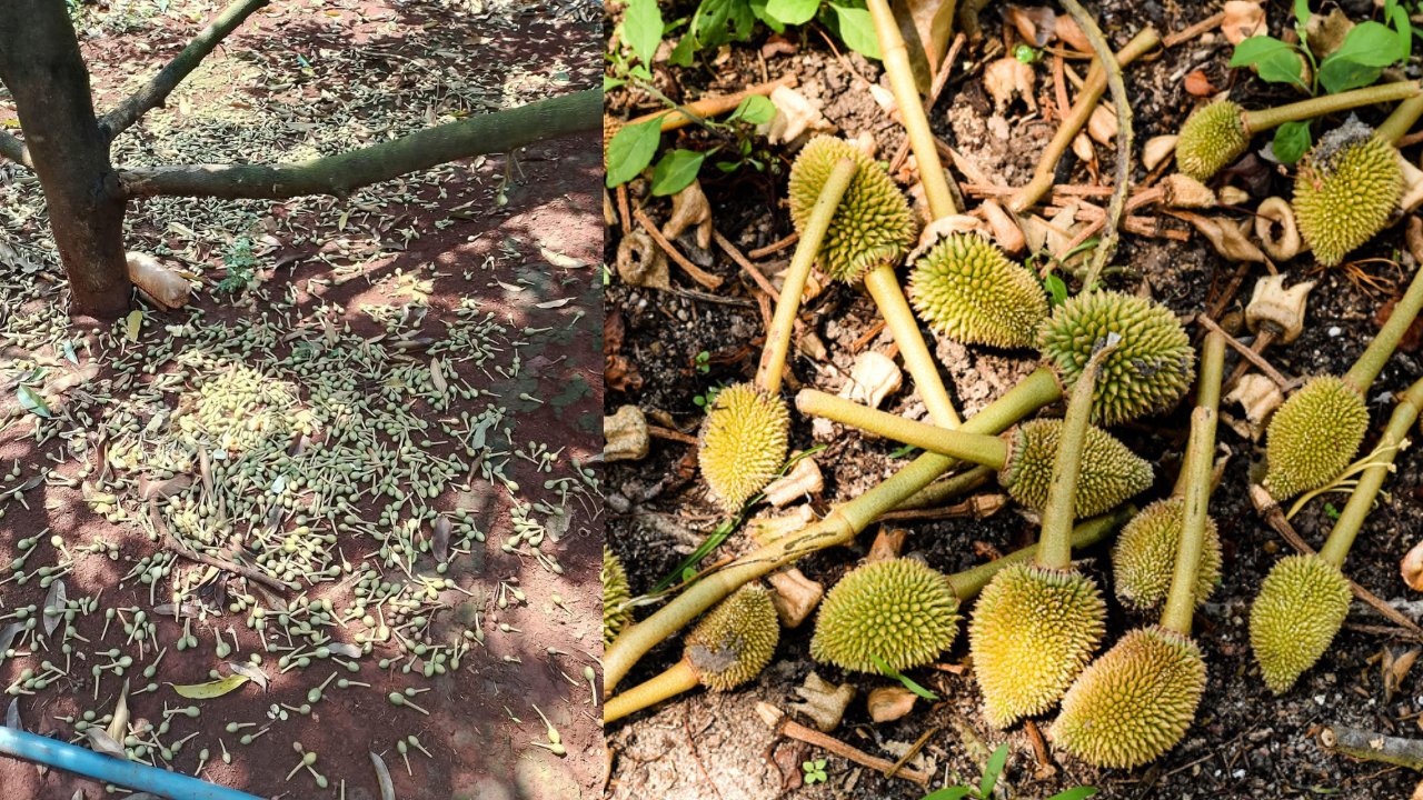 Thực trạng rụng trái và phương pháp chống rụng trái sầu riêng