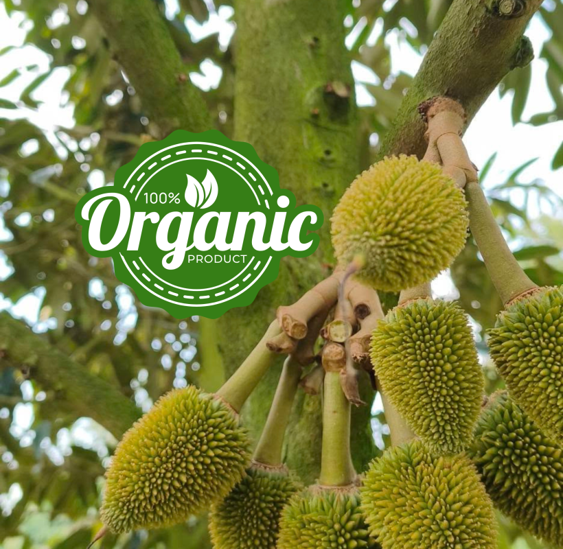 kiểm soát đọt sầu riêng giúp giữ trái non