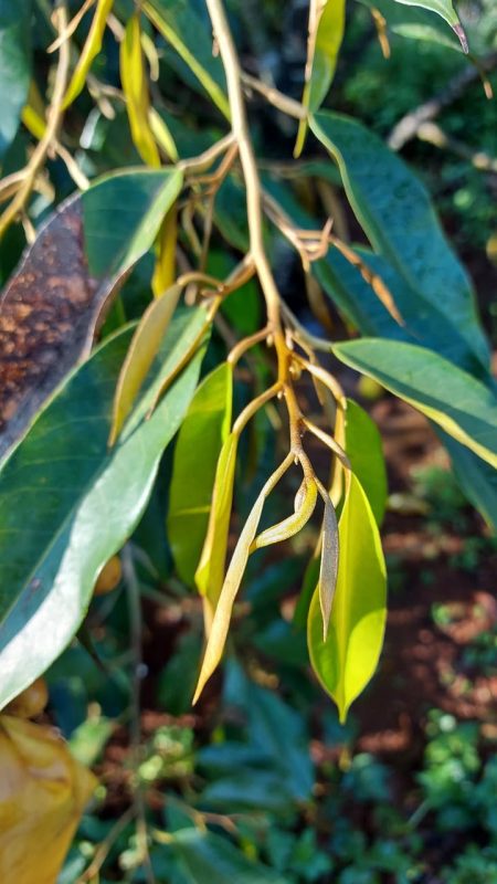 đọt non sầu riêng sau mưa cần kiểm soát đọt sầu riêng