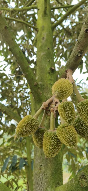 trái non sầu riêng giai đoạn cần kiểm soát đọt sầu riêng