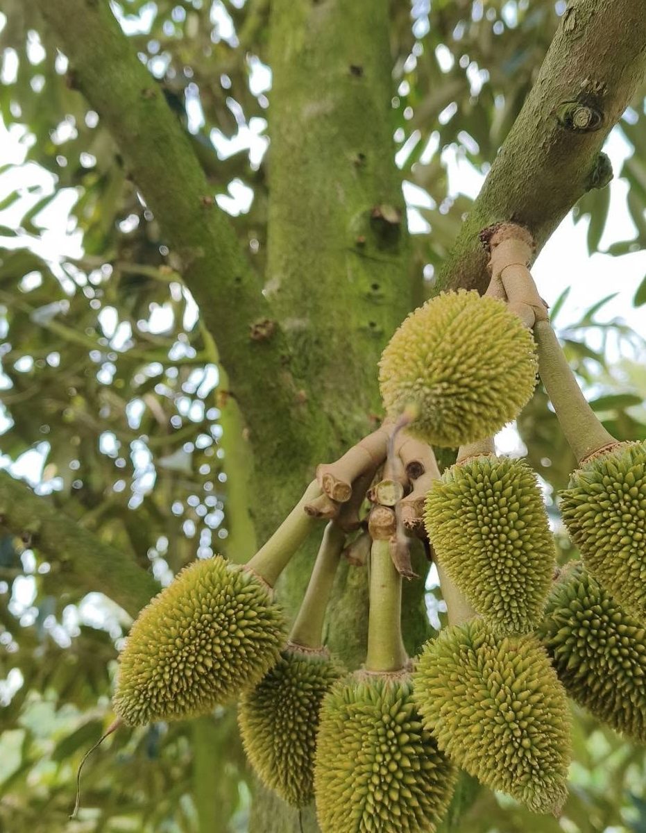 trái non sầu riêng giai đoạn cần kiểm soát đọt sầu riêng
