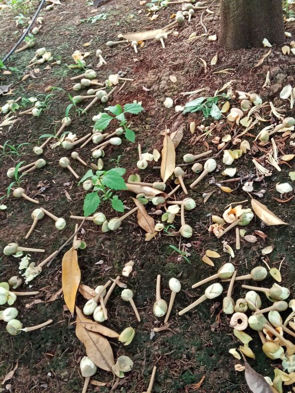 rụng bông sầu riêng do chặn đọt sai cách