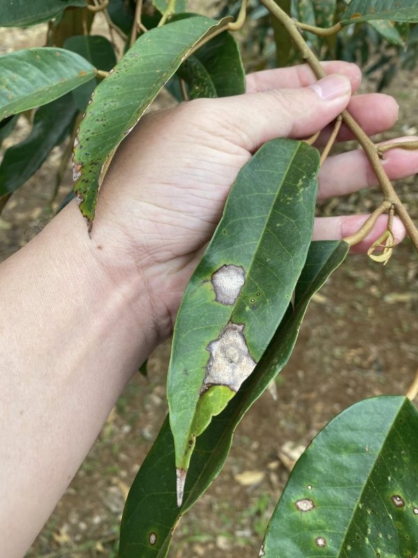 Thuốc chặn đot sầu riêng ức chế sinh trưởng hay muối hoá học cao dễ gây cháy lá