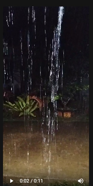 Bí mật chống rụng trái sầu riêng