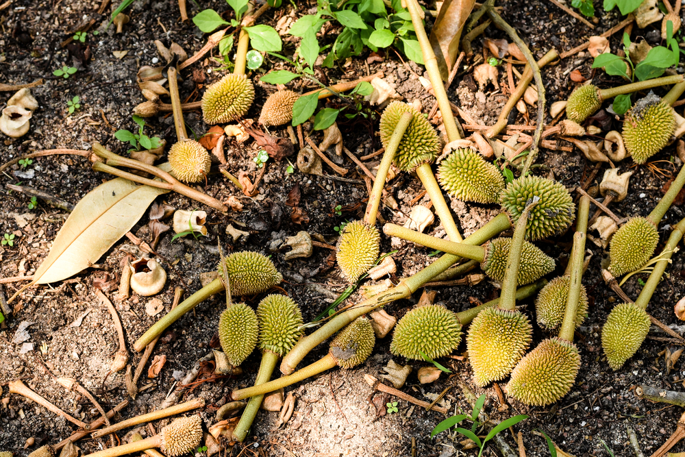 hien-tuong-rung-trai-non-sau-rieng