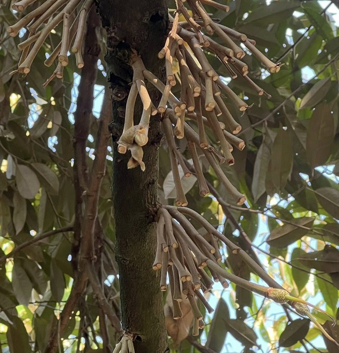 Sai Lầm bón phân kéo đọt khi cây có bông làm phá vỡ tỷ lệ CN