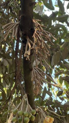 Sai Lầm bón phân kéo đọt khi cây có bông làm phá vỡ tỷ lệ CN