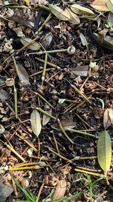 rung-bong-sau-rieng-nguyen-nhan