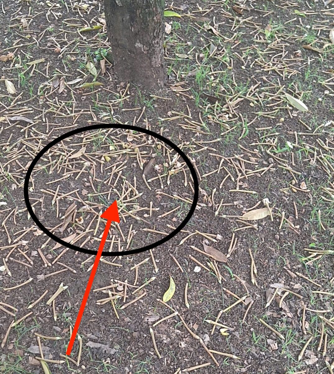 dau-hieu-rung-trai-sau-rieng