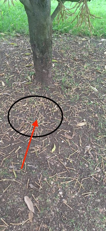 giai đoạn xổ nhuỵ sầu riêng xong rất quan trọng quyết định năng suất