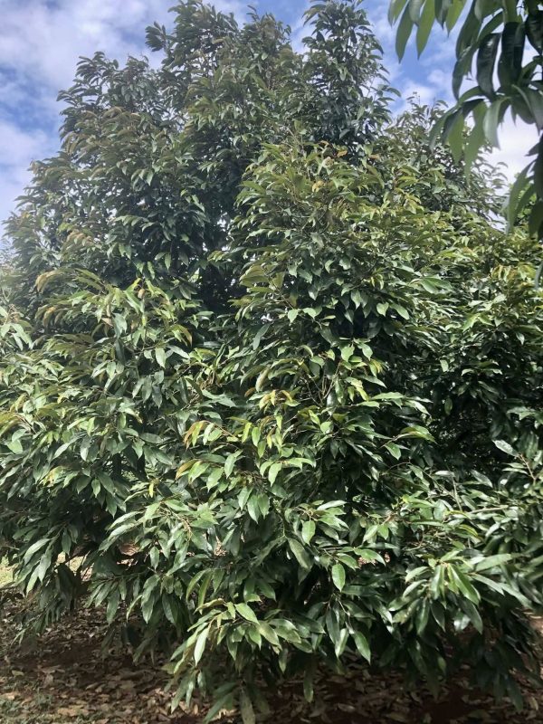 cây sầu riêng khỏe mạnh với bộ lá dày là nhà máy quang hợp nuôi trái