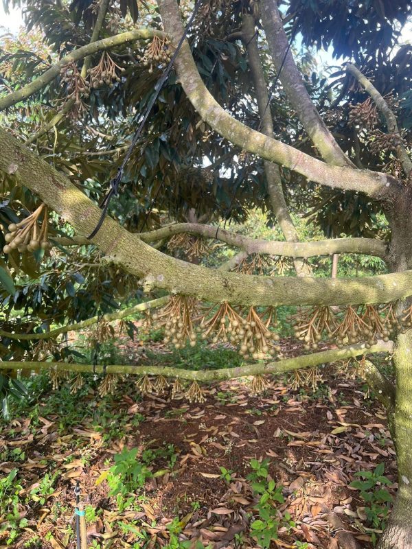 cây sầu riêng ra hoa dày đặc trên thân và cành