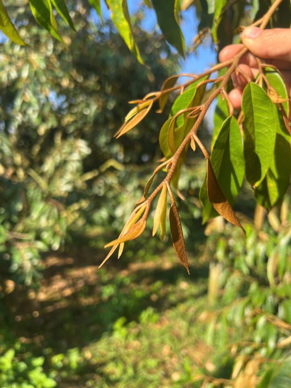 đọt non sầu riêng đang phóng mạnh cạnh tranh dinh dưỡng với trái non