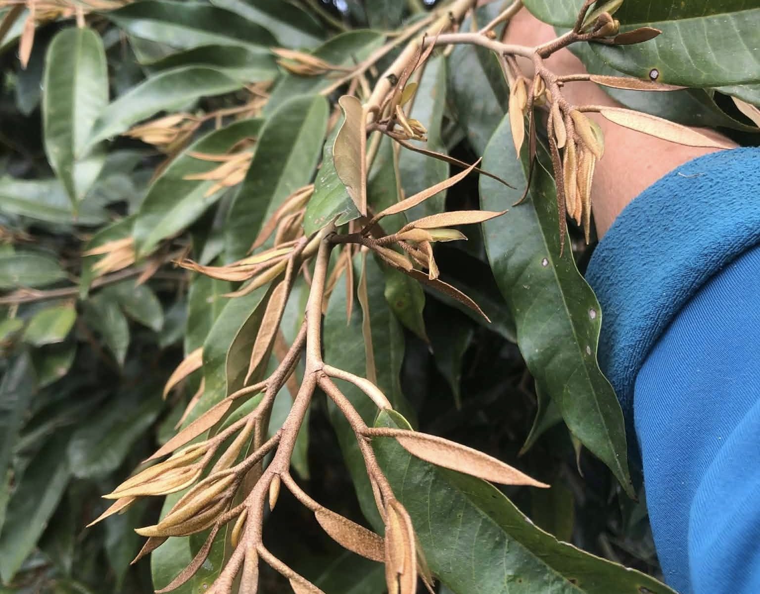 ngưng hoàn toàn phân đạm sau xổ nhuỵ sầu riêng để cân bằng tỷ lệ C:N