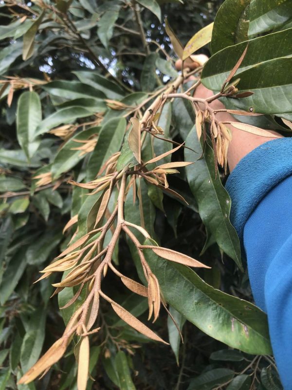 ngưng hoàn toàn phân đạm sau xổ nhuỵ sầu riêng để cân bằng tỷ lệ C:N