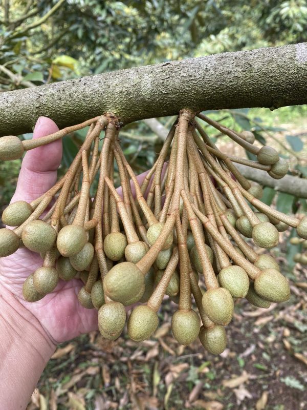 kiểm soát hàm lượng đạm tốt ở giai đoạn này giúp hạn chế rụng bông trái sầu riêng