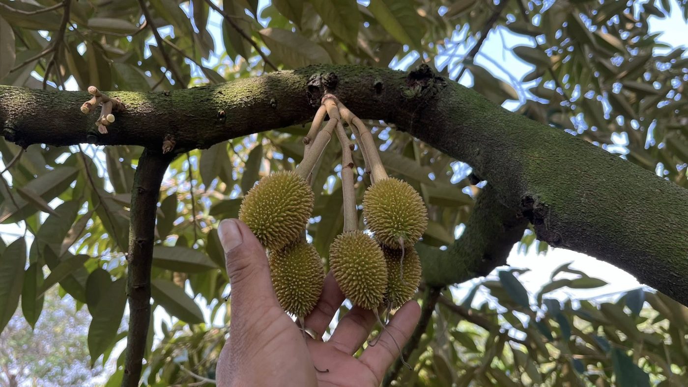 chùm trái non sầu riêng đang phát triển sau giai đoạn thụ phấn