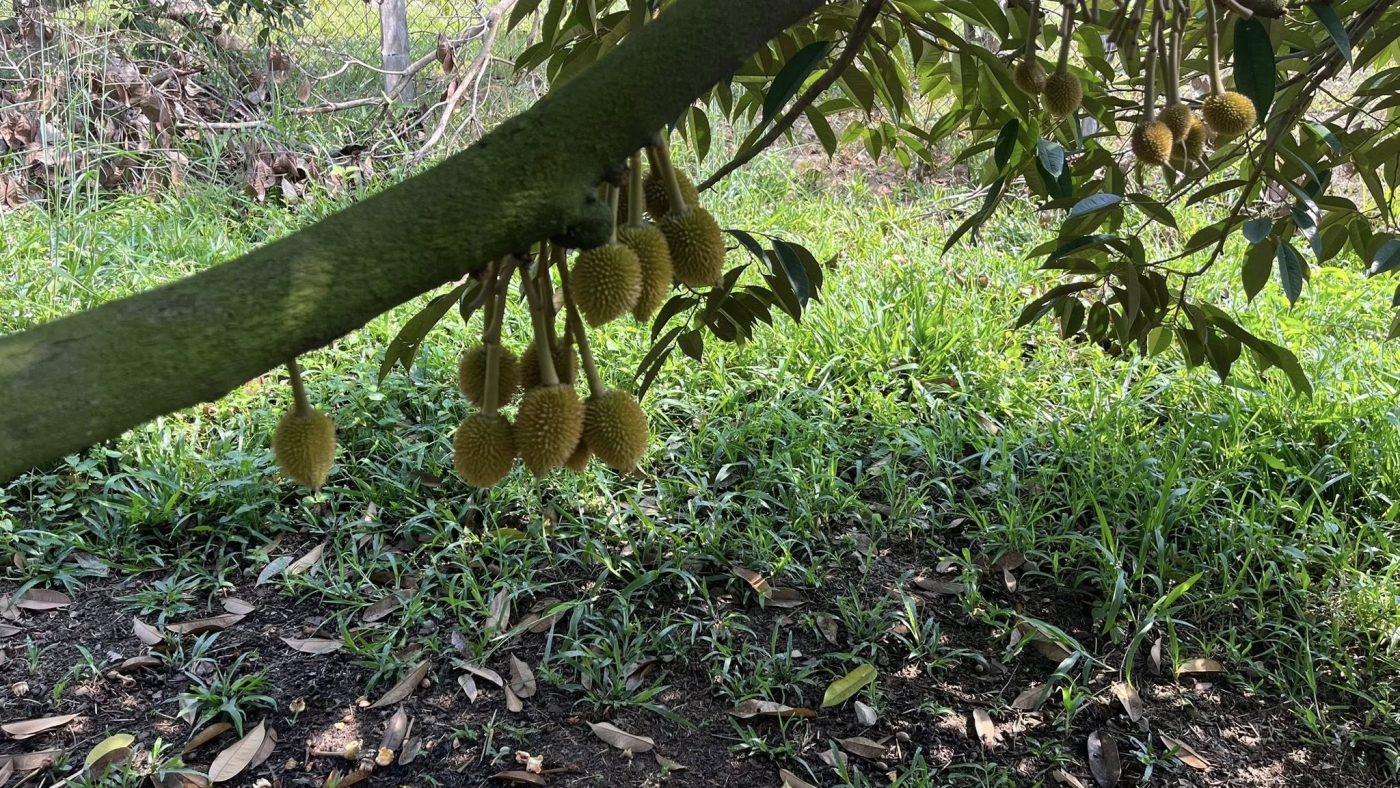 trái sầu riêng non bám trên cành trong giai đoạn nuôi trái