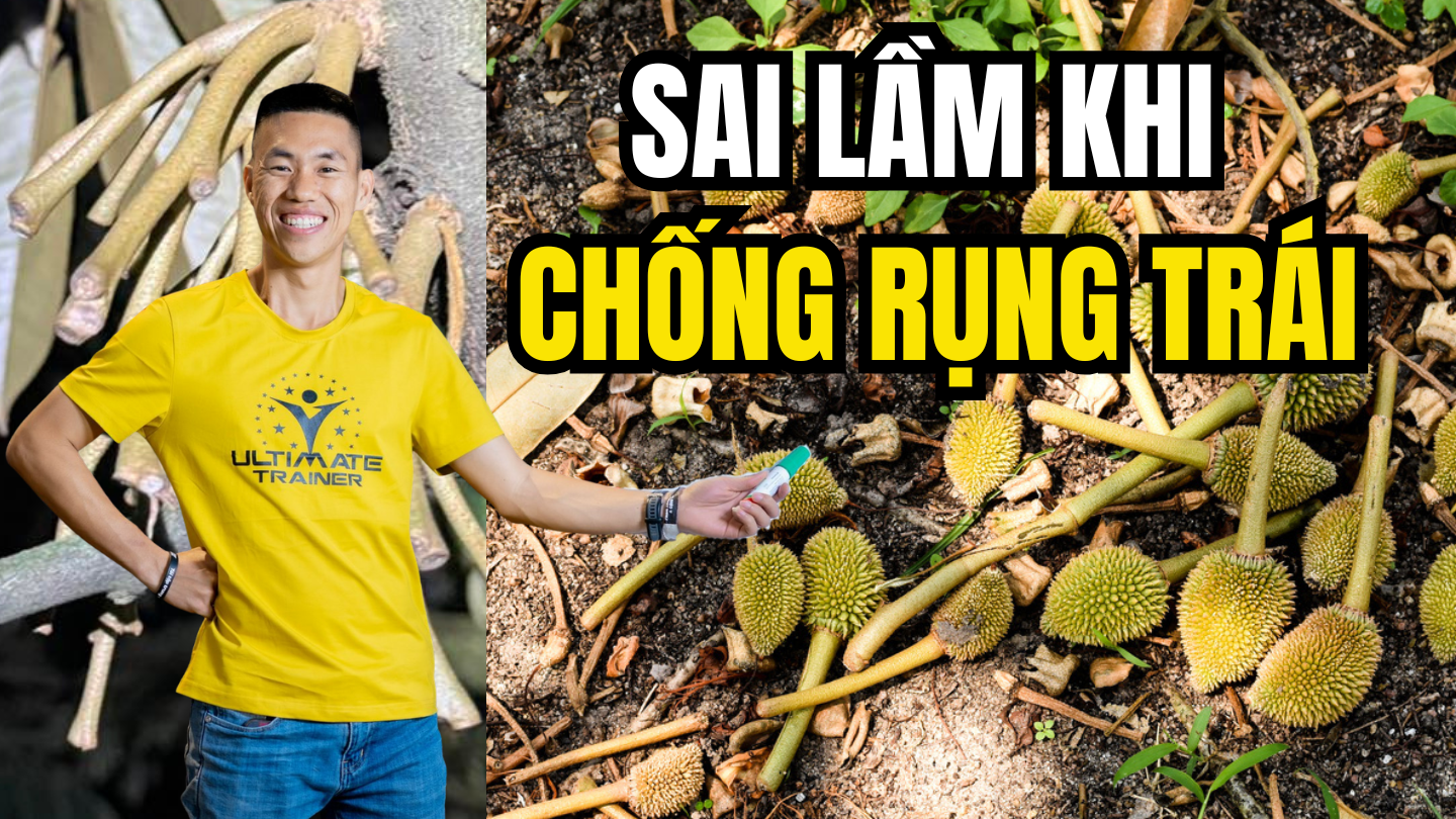 Sai Lầm Khi Chống Rụng Trái Sầu Riêng