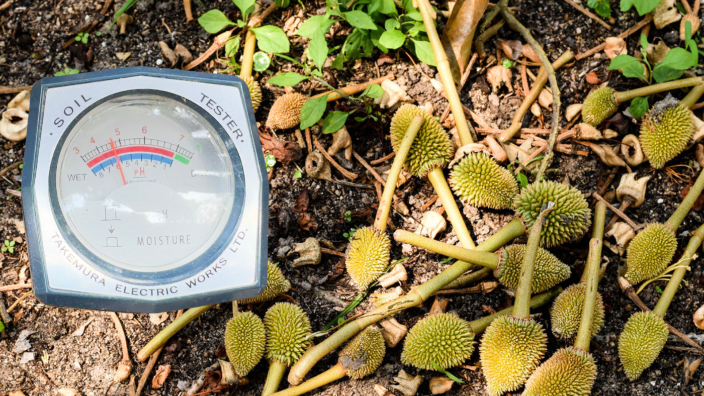 dat-chua-ph-thap-gay-rung-trai-sau-rieng