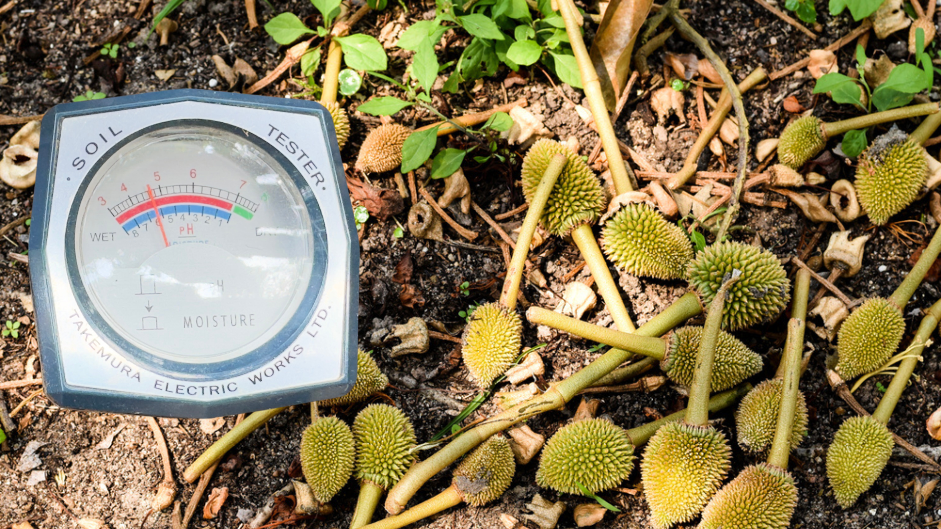 dat-chua-ph-thap-gay-rung-trai-sau-rieng