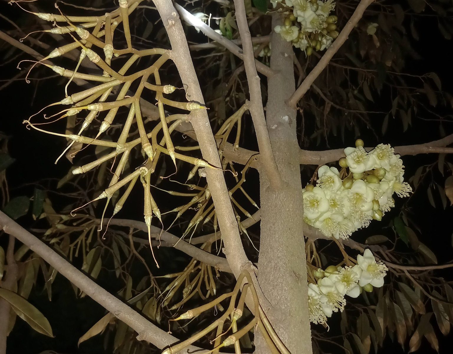 cách sử dụng đúng tiến trình giúp tăng tỷ lệ đậu trái lên gấp đôi khi cây xổ nhụy sầu riêng