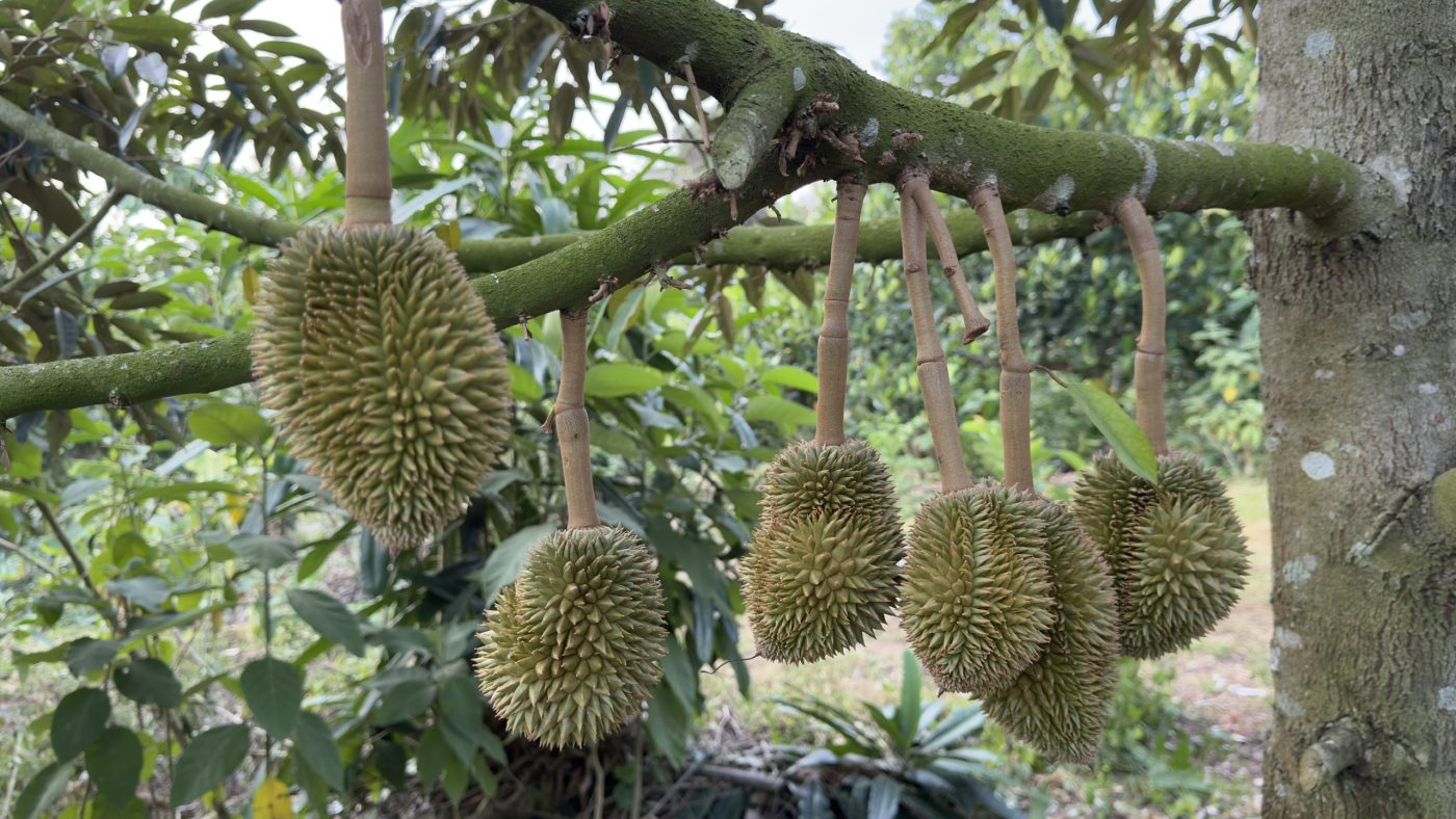 Chùm trái sầu riêng non với cuống dẻo dai sau khi phun Canxi thủy phân.