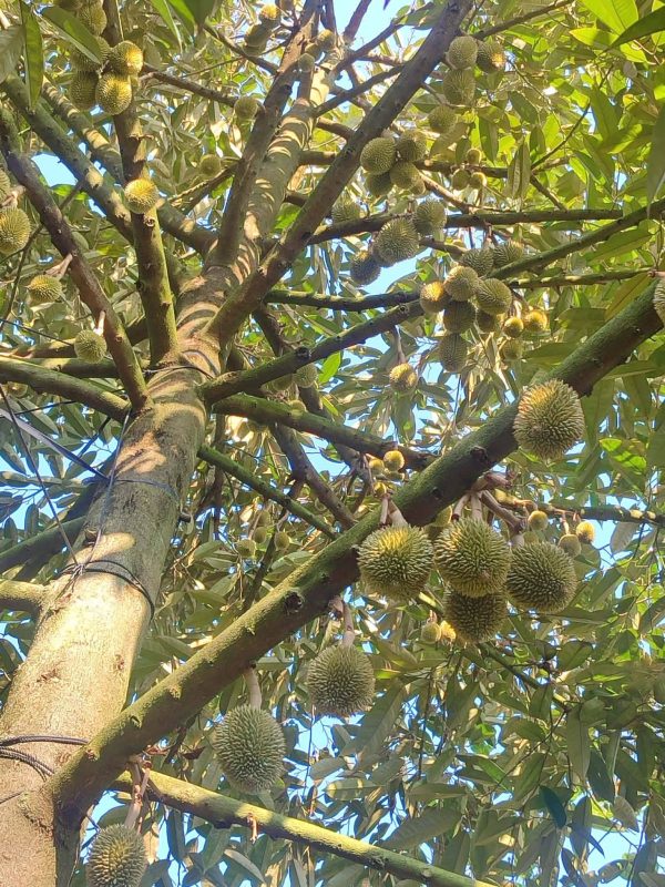 Áp dụng đúng kỹ thuật giúp bà con sở hữu vườn sầu riêng khỏe mạnh và năng suất cao.