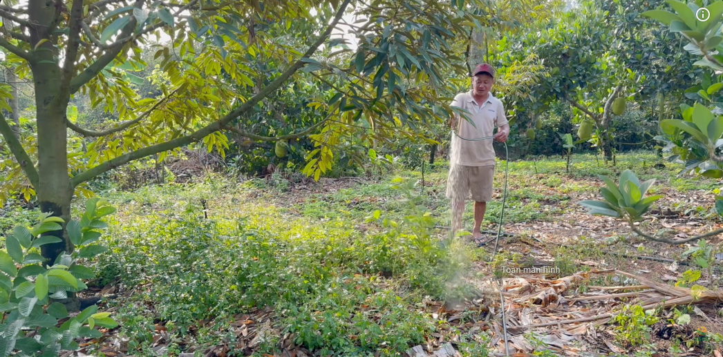 bón phân sầu riêng theo hướng hữu cơ bậc cao