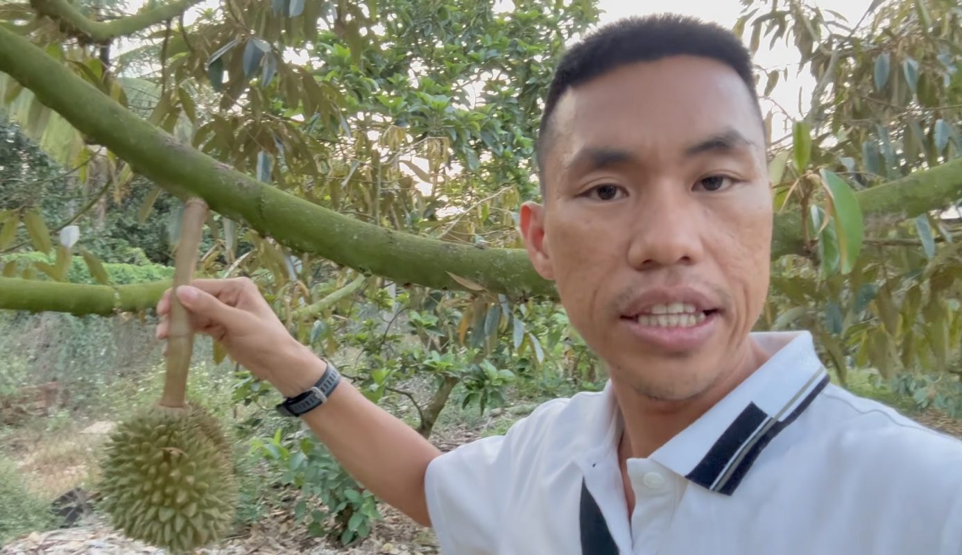 Chống rụng trái sầu riêng bằng cách gia cố cuống trái dẻo dai bằng canxi thuỷ phân