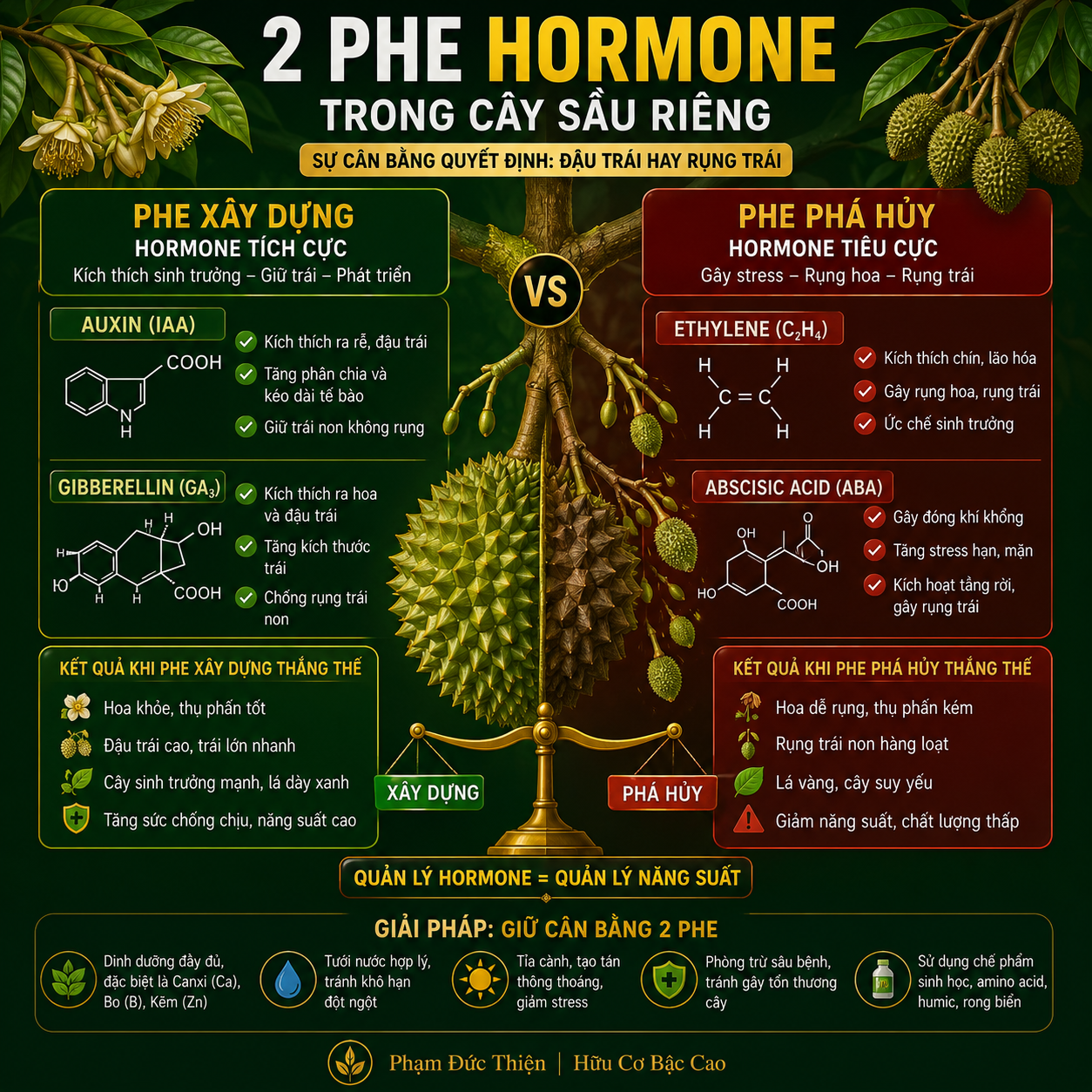 2 phe hormone trong cây sầu riêng — Auxin giữ trái và ABA gây rụng — thiếu canxi sầu riêng làm phe gây rụng thắng
