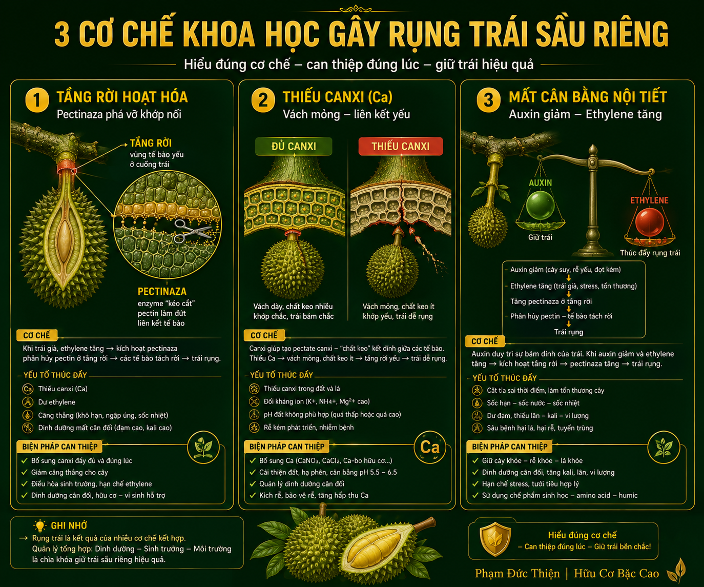 3 cơ chế khoa học chống rụng trái sầu riêng — tầng rời, pectinaza, hormone Auxin ABA — thiếu canxi sầu riêng phá vỡ cả ba